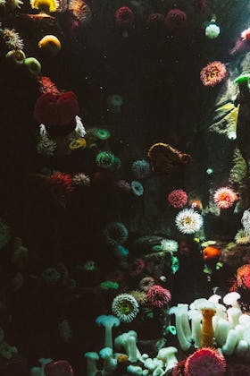 Is Your Sunscreen Killing The Coral Reefs?