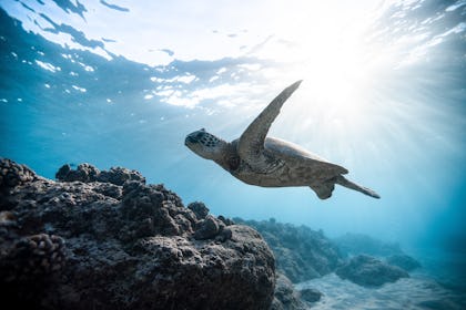Coral Reefs: Where are They Found, How are They Formed, and What Can we do to Protect Them?