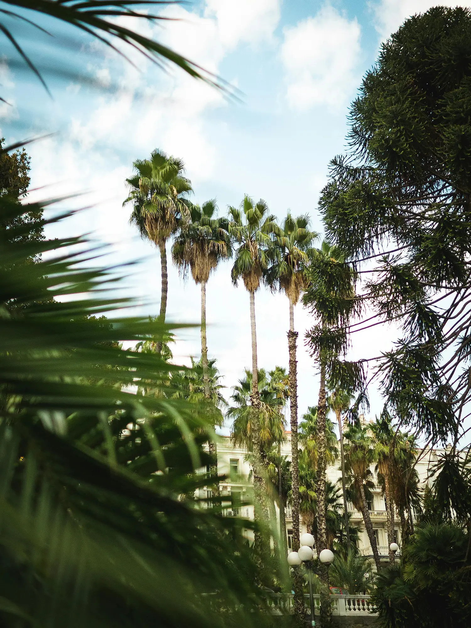 Tall Royal Palm trees in South Florida with saw palmetto and long leaf pine in the foreground