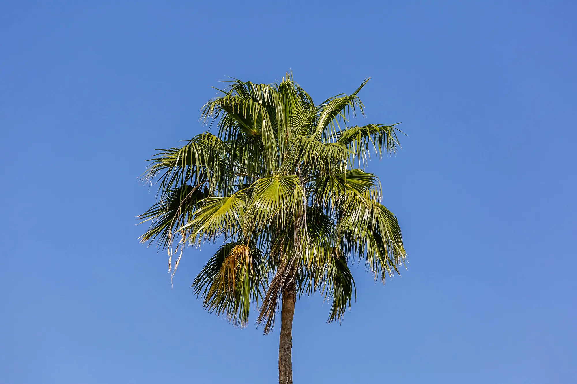 Green, abundant top of a palm tree against a clear blue sky