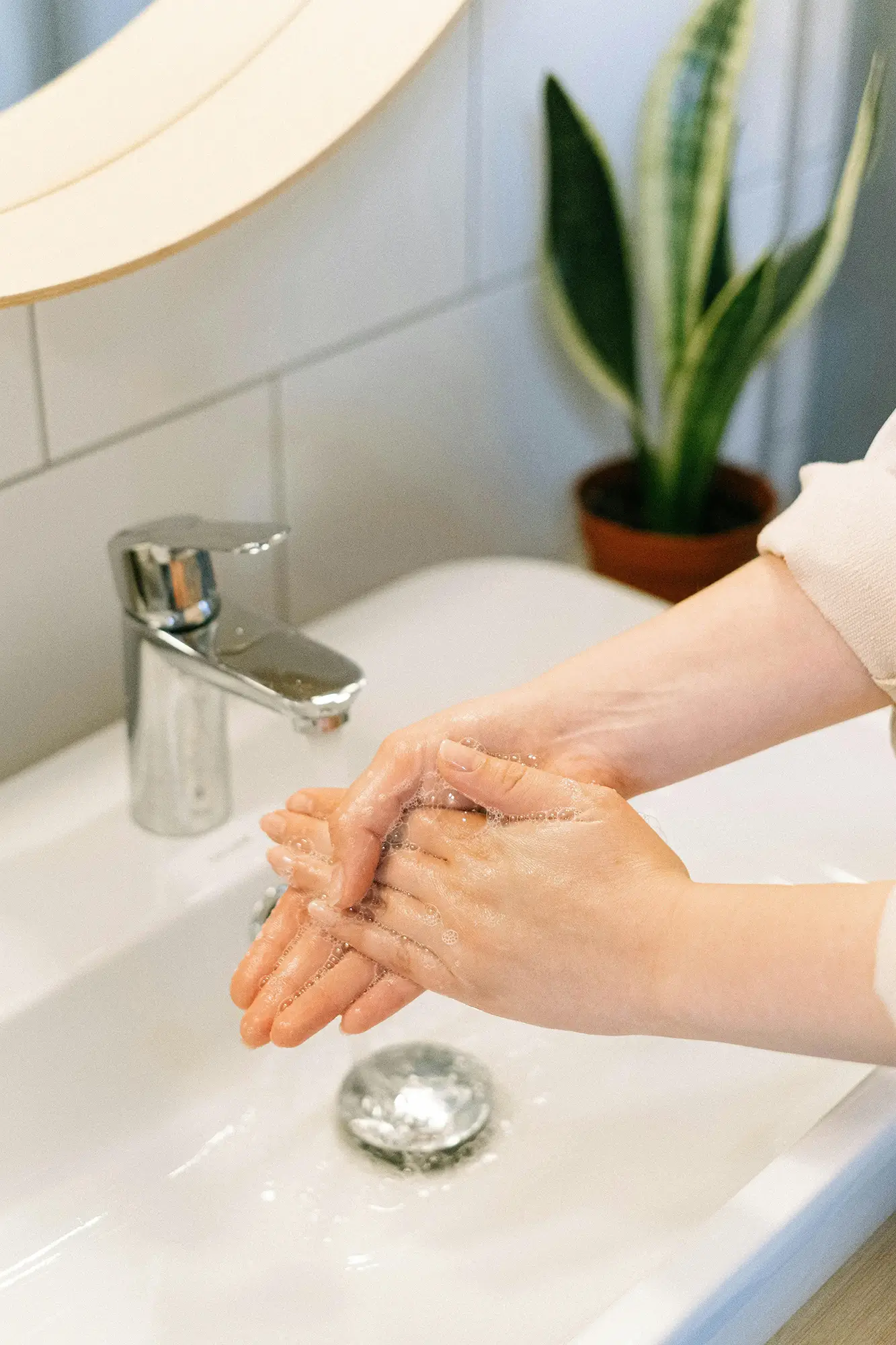 Closeup of a person washing their hands at a bathroom sink with a small snake plant in the background