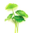 Centella Asiatica