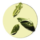 Ayurvedic Herb Blend Base