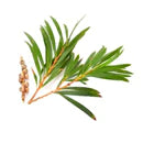 Tea Tree