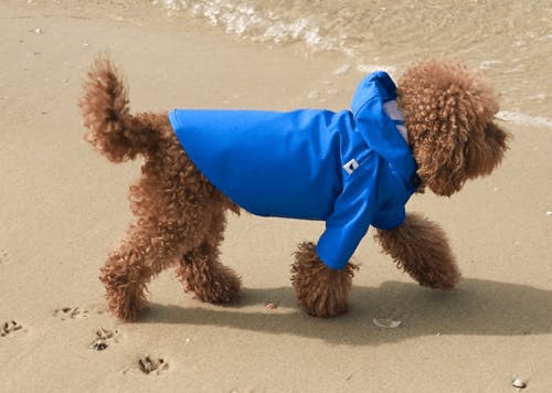 a dog in a raincoat