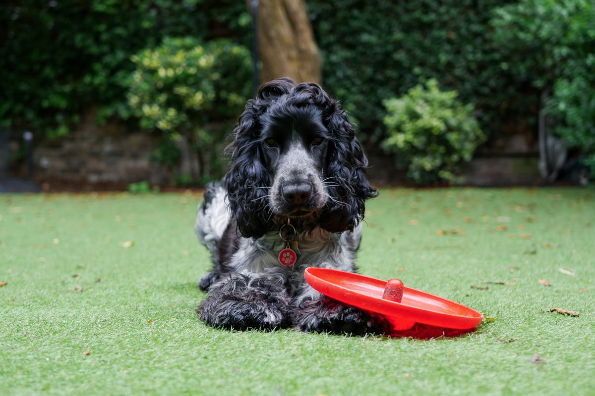 Spaniel with red frisbee
