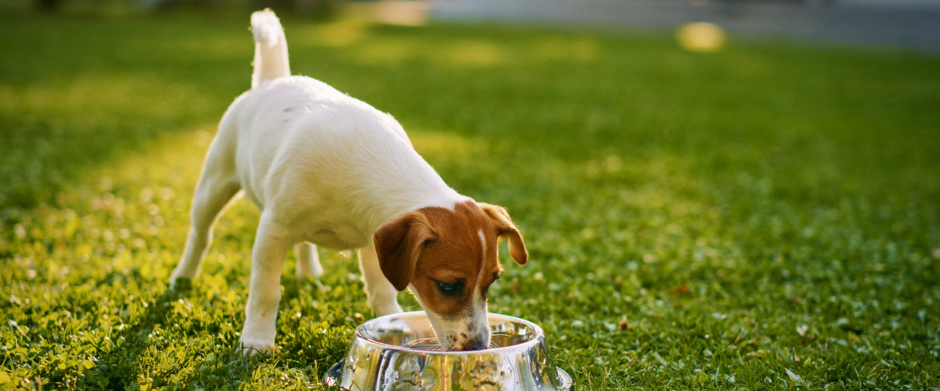 small jack russell drinking from a water bowl on some grass in the sun