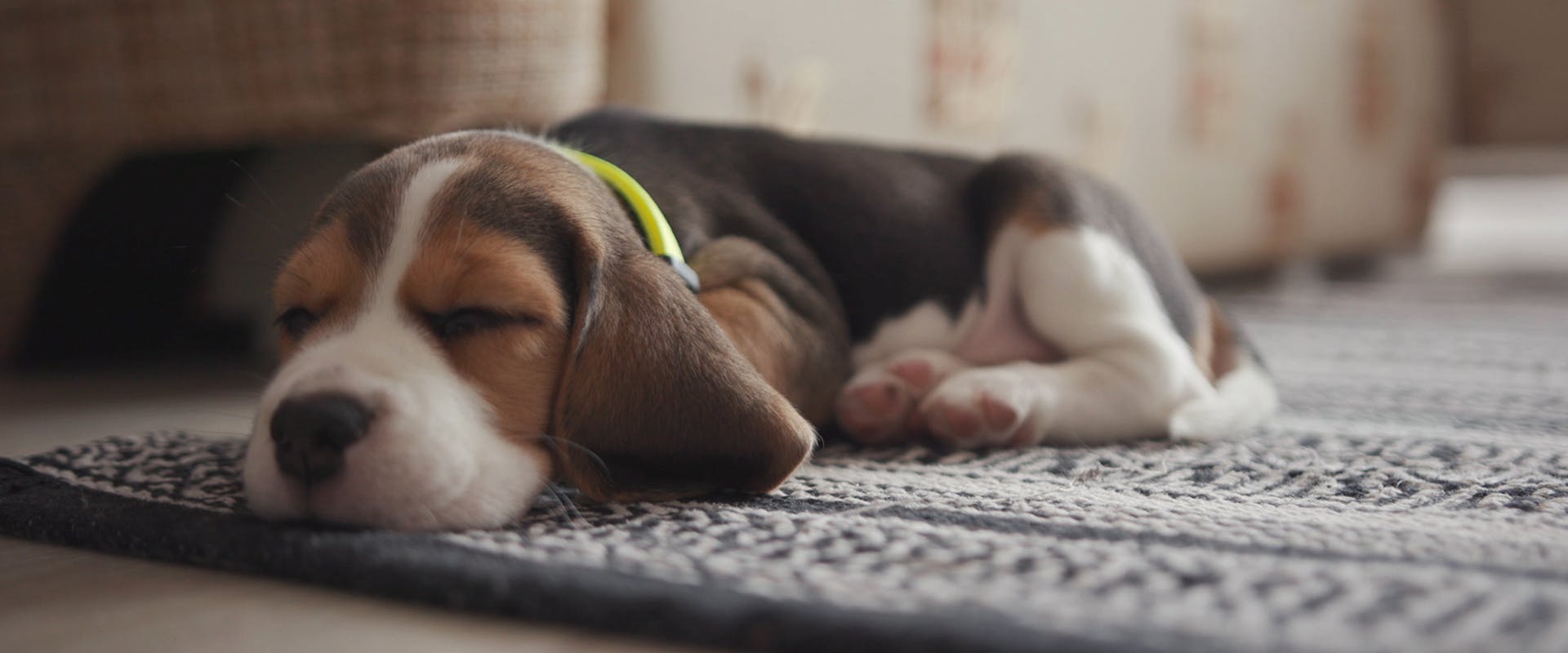A cute Beagle puppy sleeping on a rug