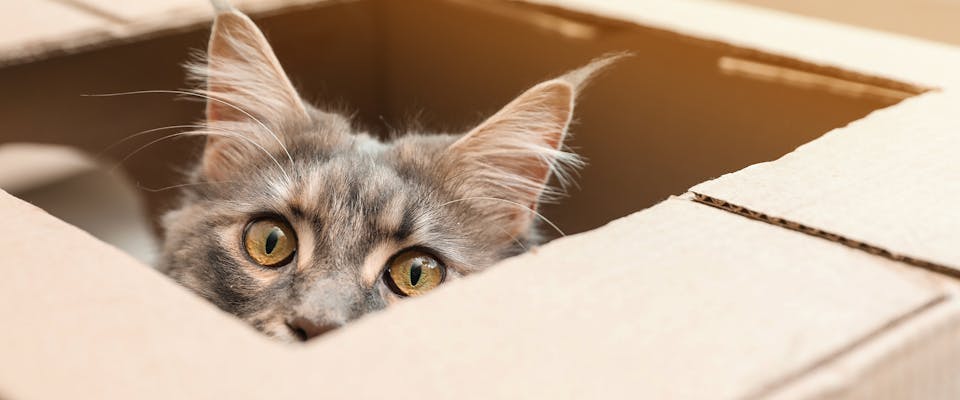 Cardboard Cat Scratch Pad Catnip Bag Included Scratcher Board Indoor Toy  Pet Accessory 