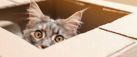 A cute cat peering out from a cardboard cat house