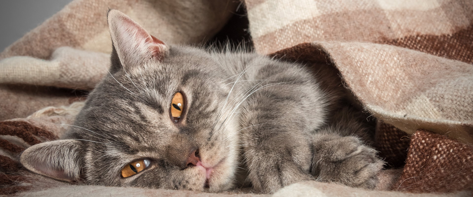 300+ Food Names for Cats