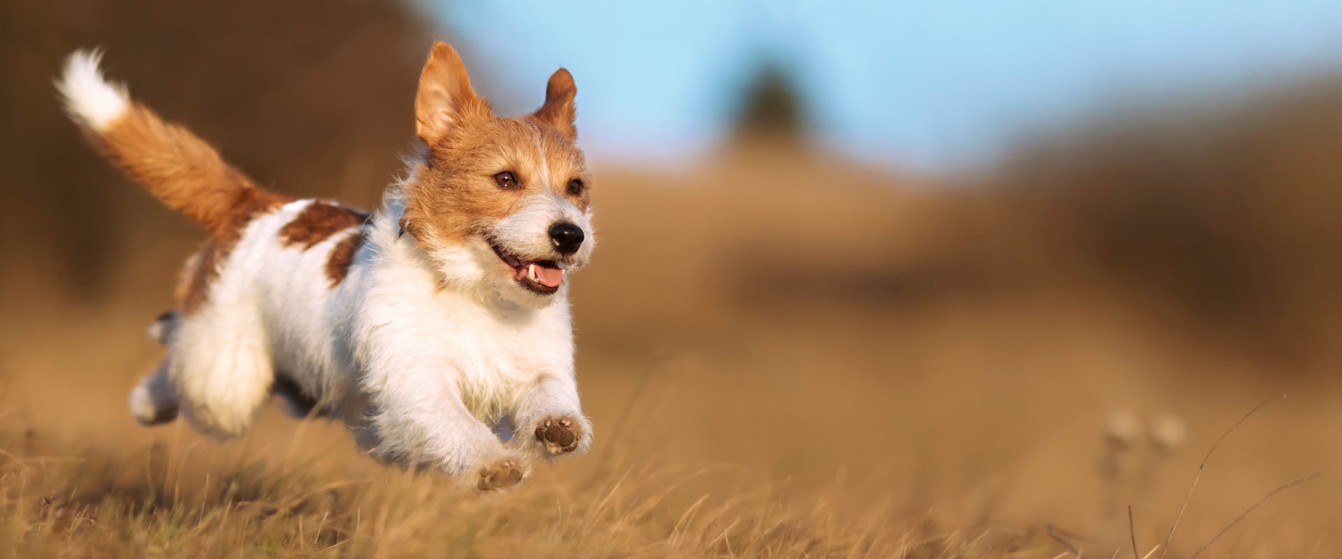 A happy dog running. 