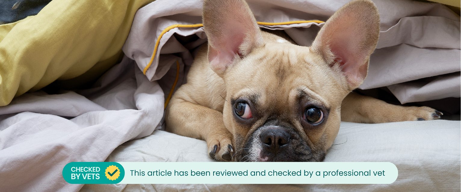 A French bulldog sitting in bed under the covers, looking off to the left