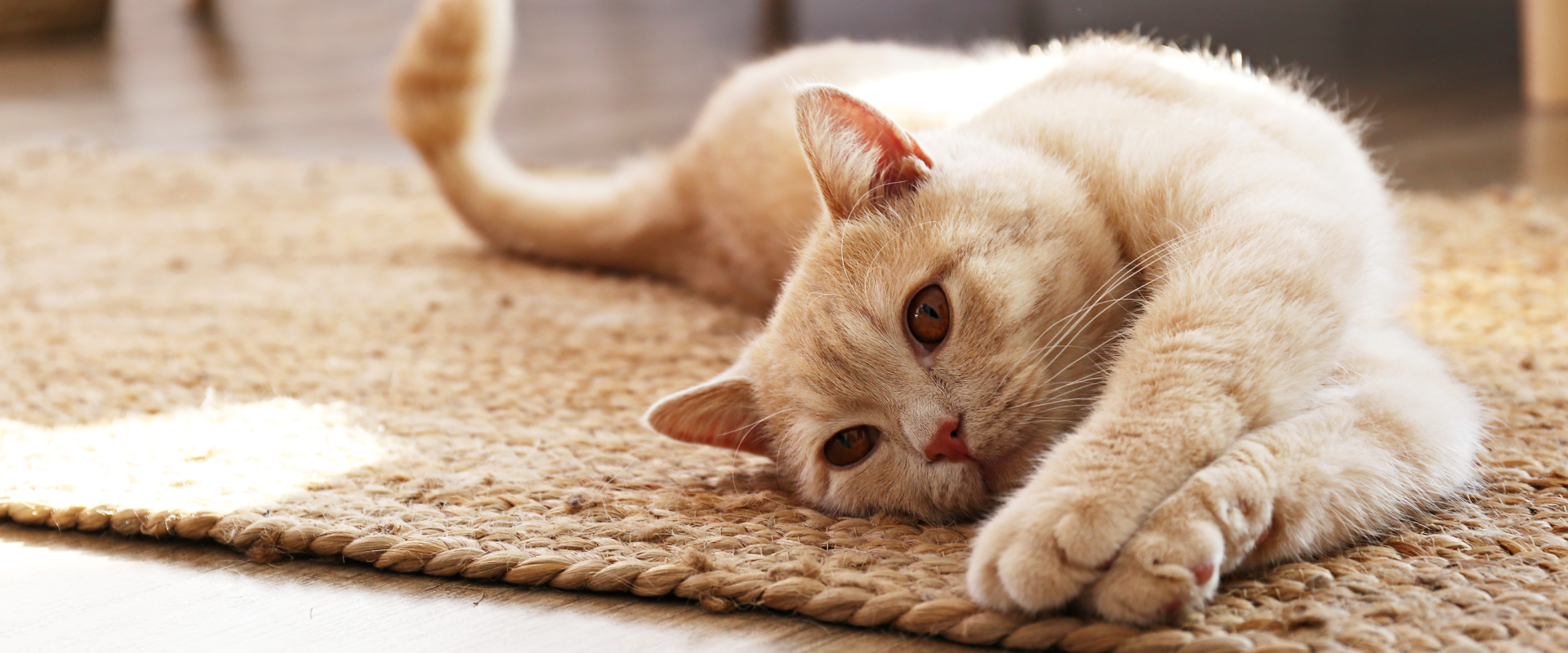 A cat stretches out.