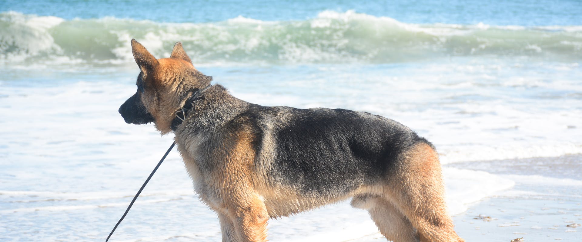 a german shepherd looking out at the sea on a dog-friendly beach in Santa Cruz