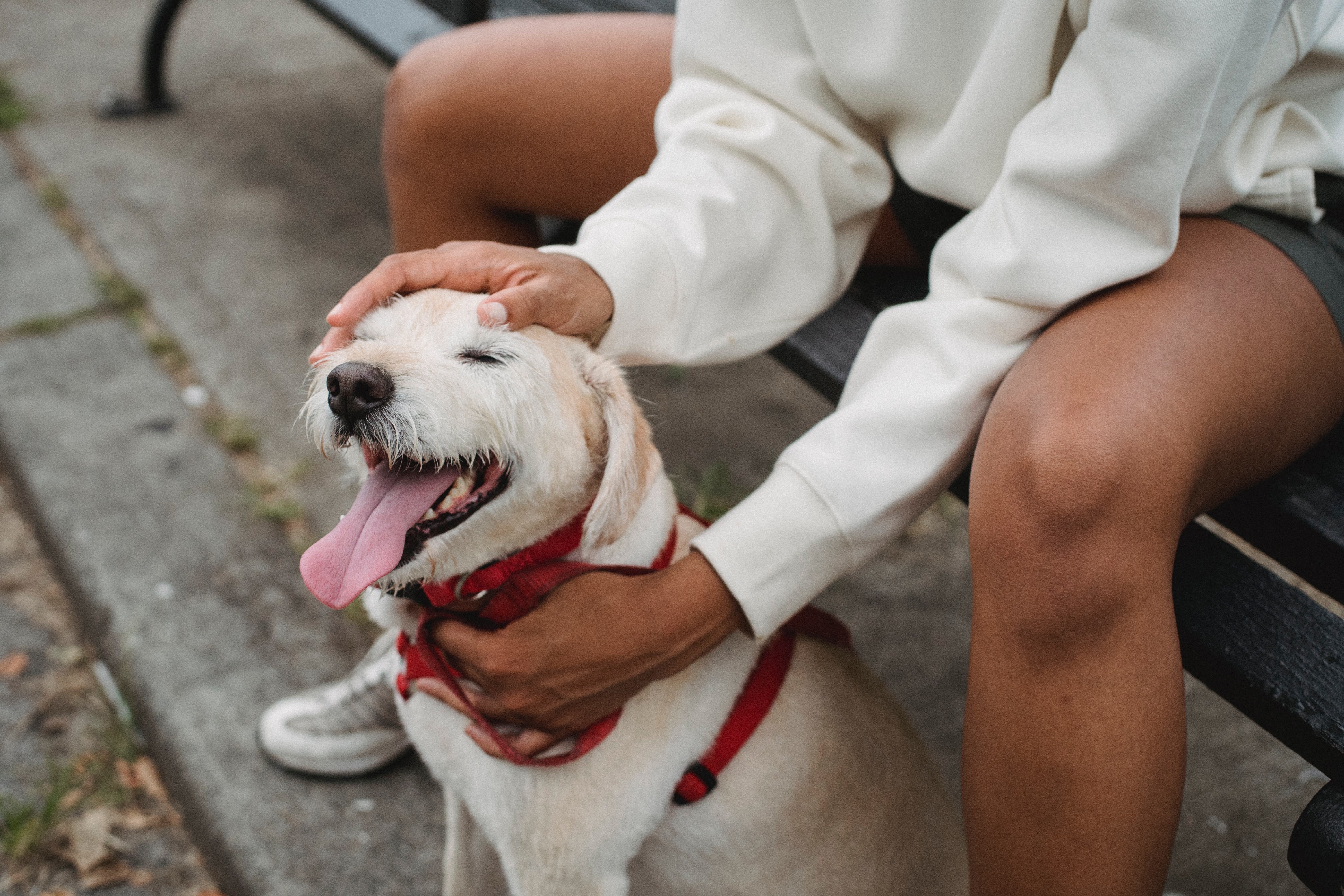 Dog receiving a pat on the head