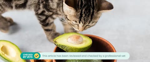 A kitten sniffing at a bowl of avocados