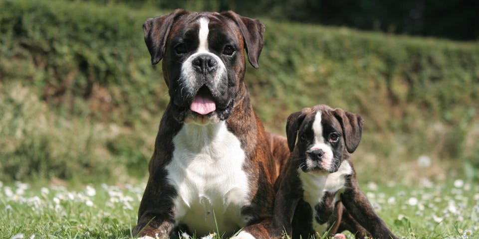 Adult and puppy boxer dogs sitting in a field
