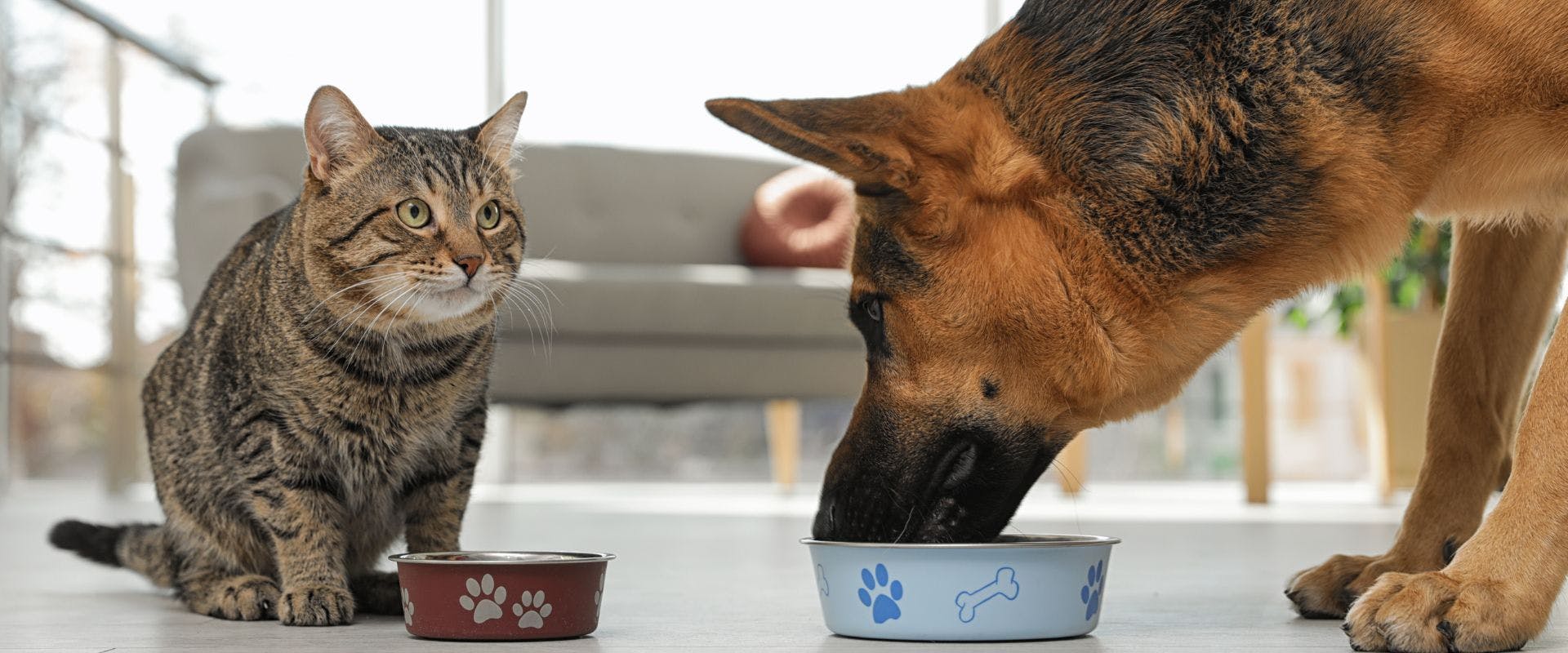 Tabby cat and dog eating from bowl on floor indoors