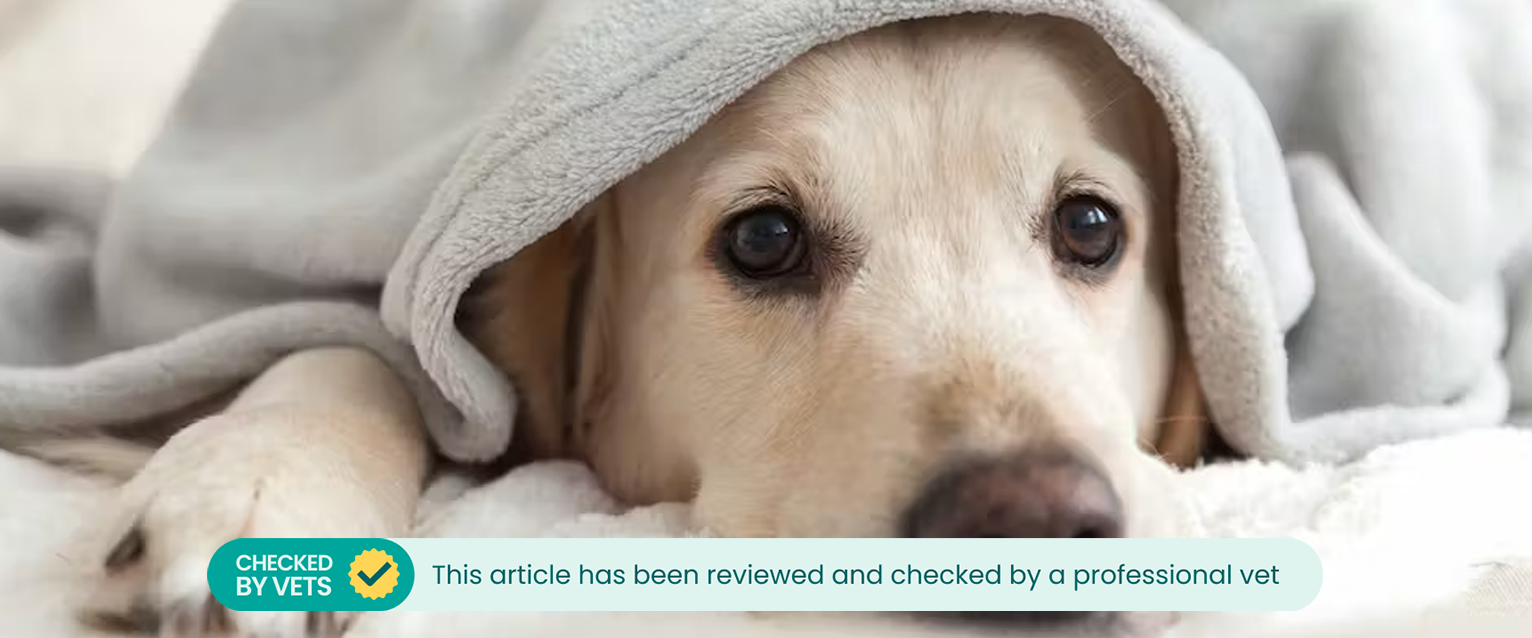 A dog sitting in bed with a grey blanket over its head 