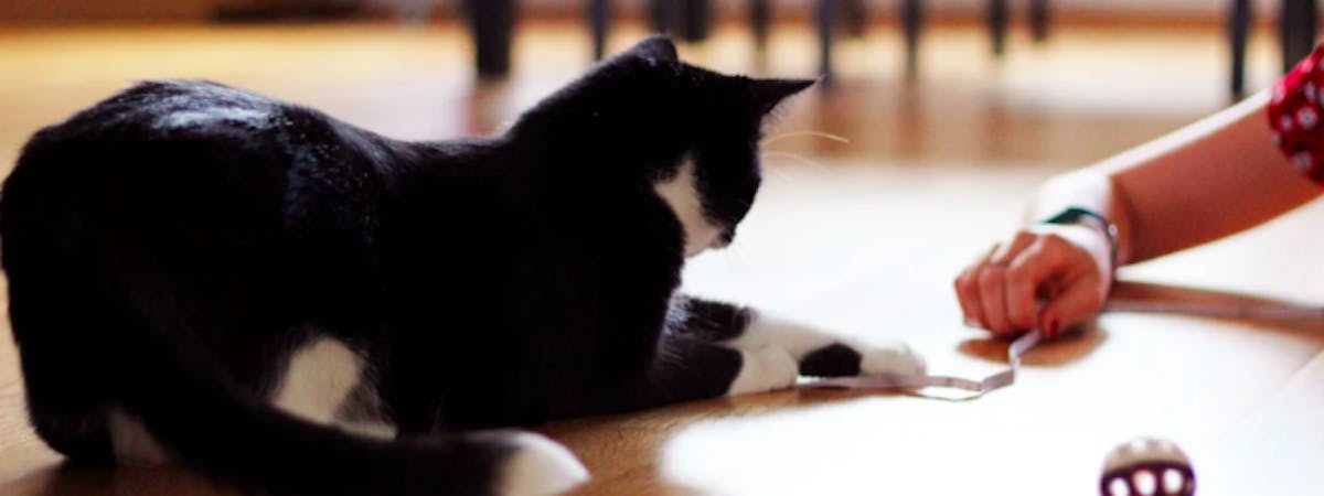 A black a white cat playing