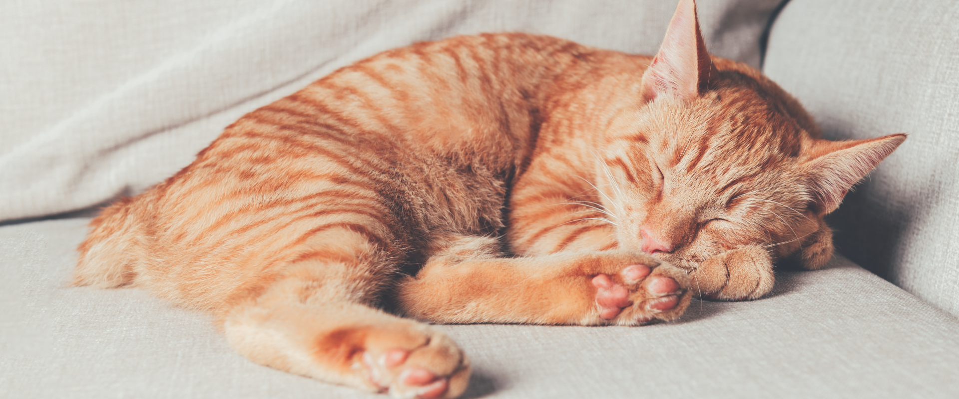 The Manx Cat: Everything You Need To Know | TrustedHousesitters.com