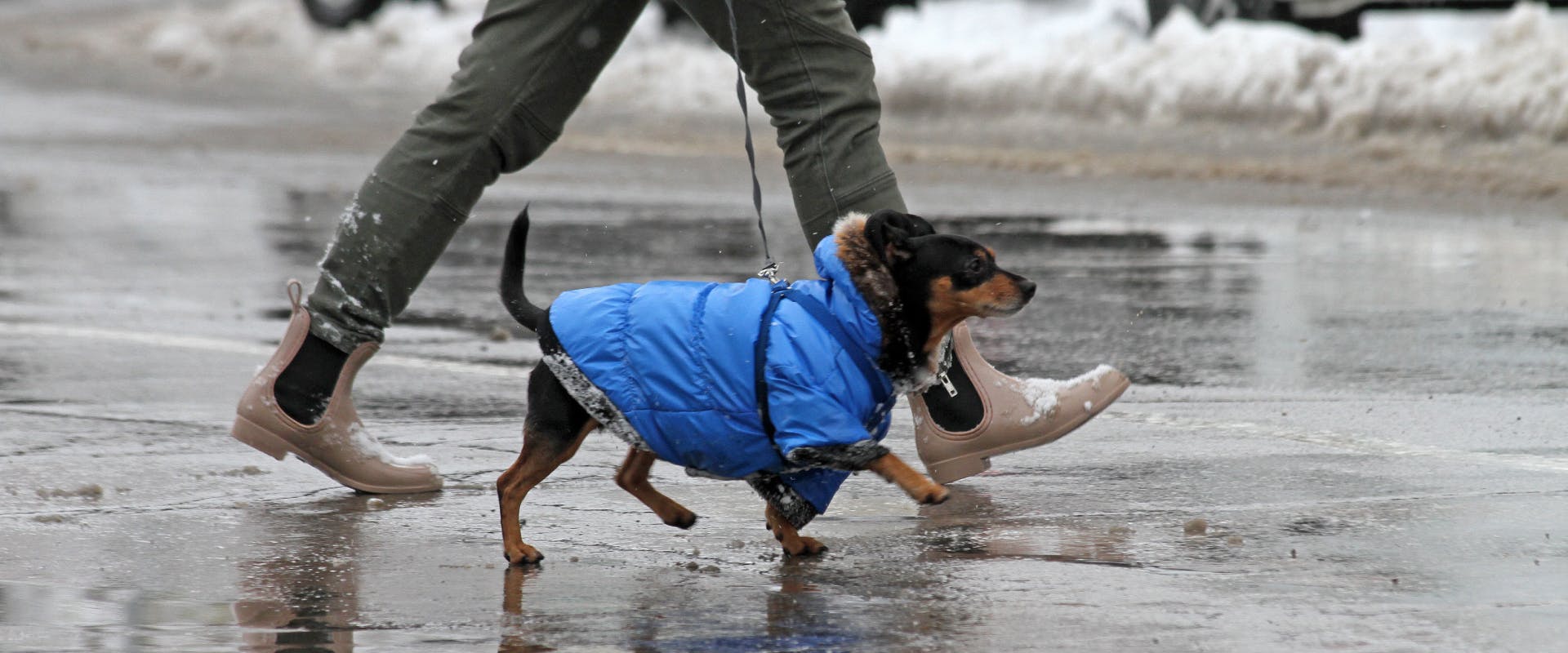 A dog wears a jacket in winter weather.