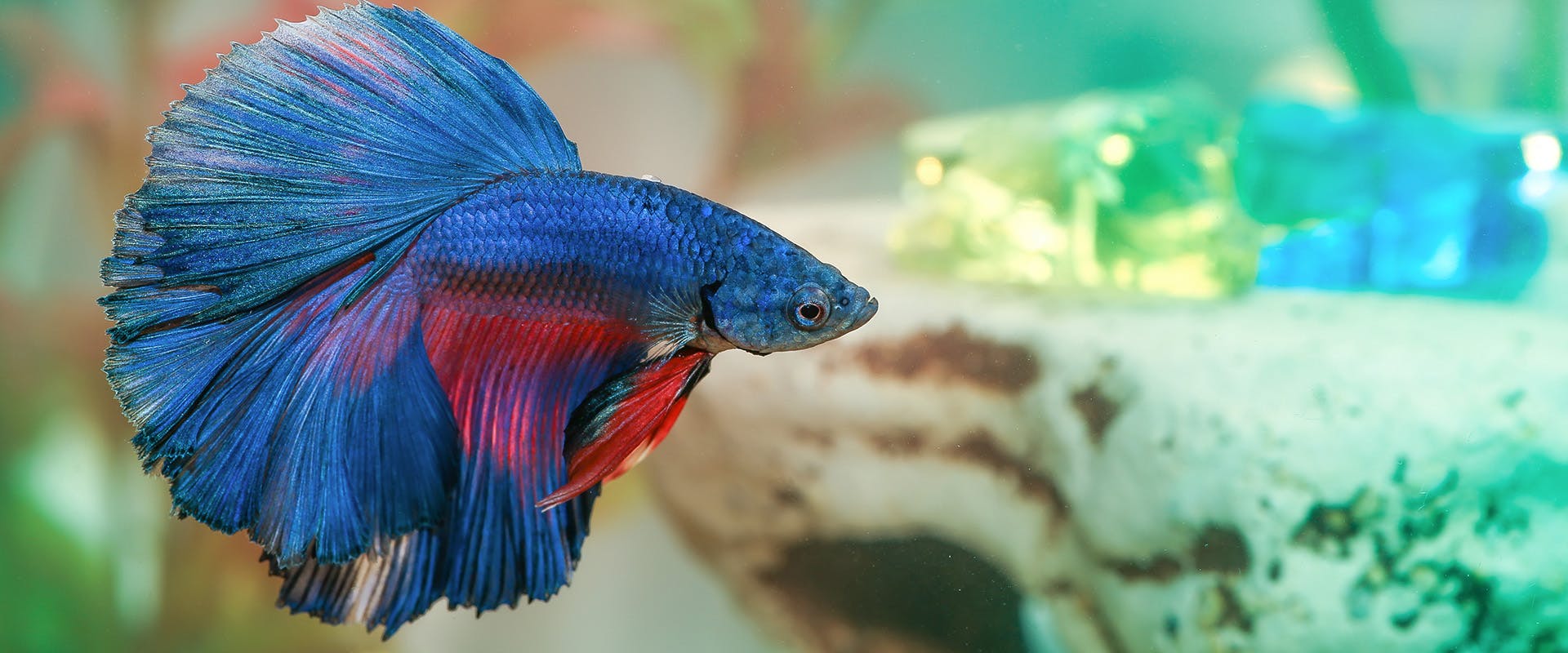 A blue and red betta fish swimming in a tank