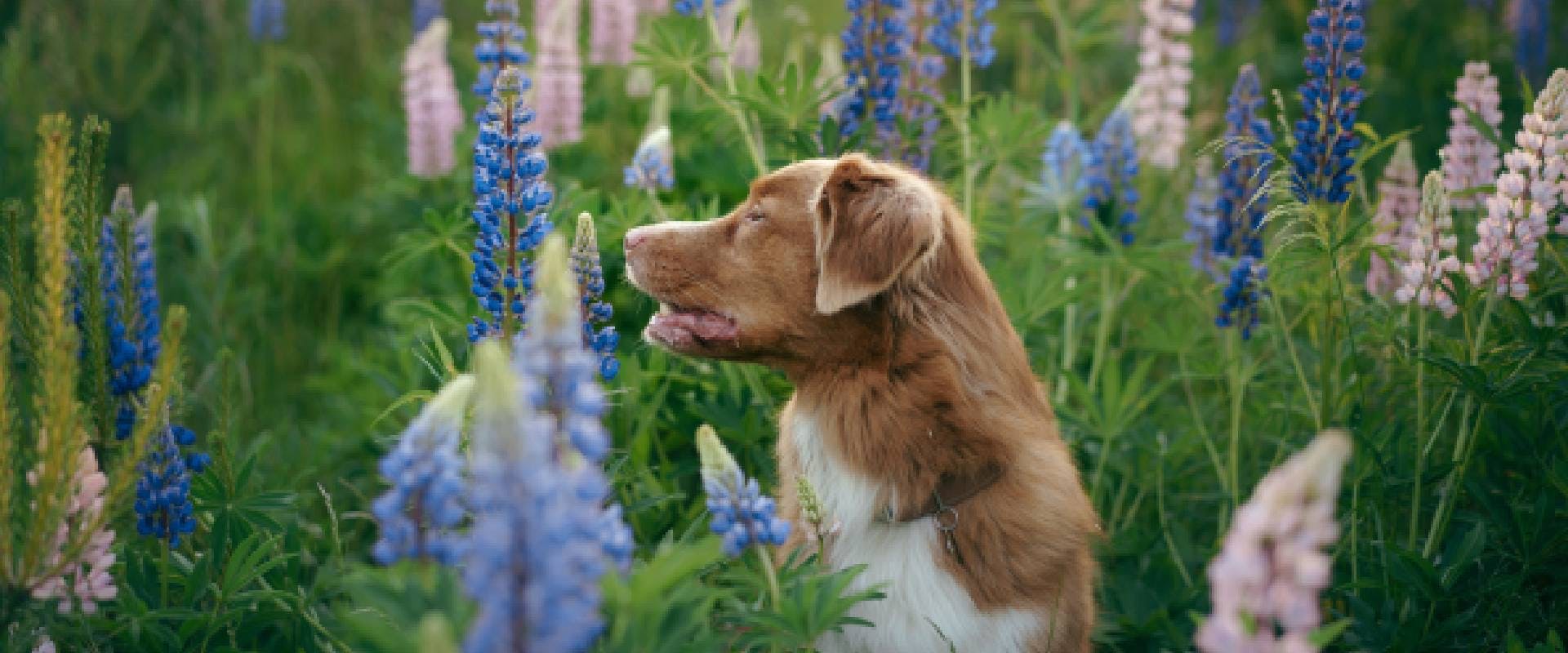 Dog in field of lupine