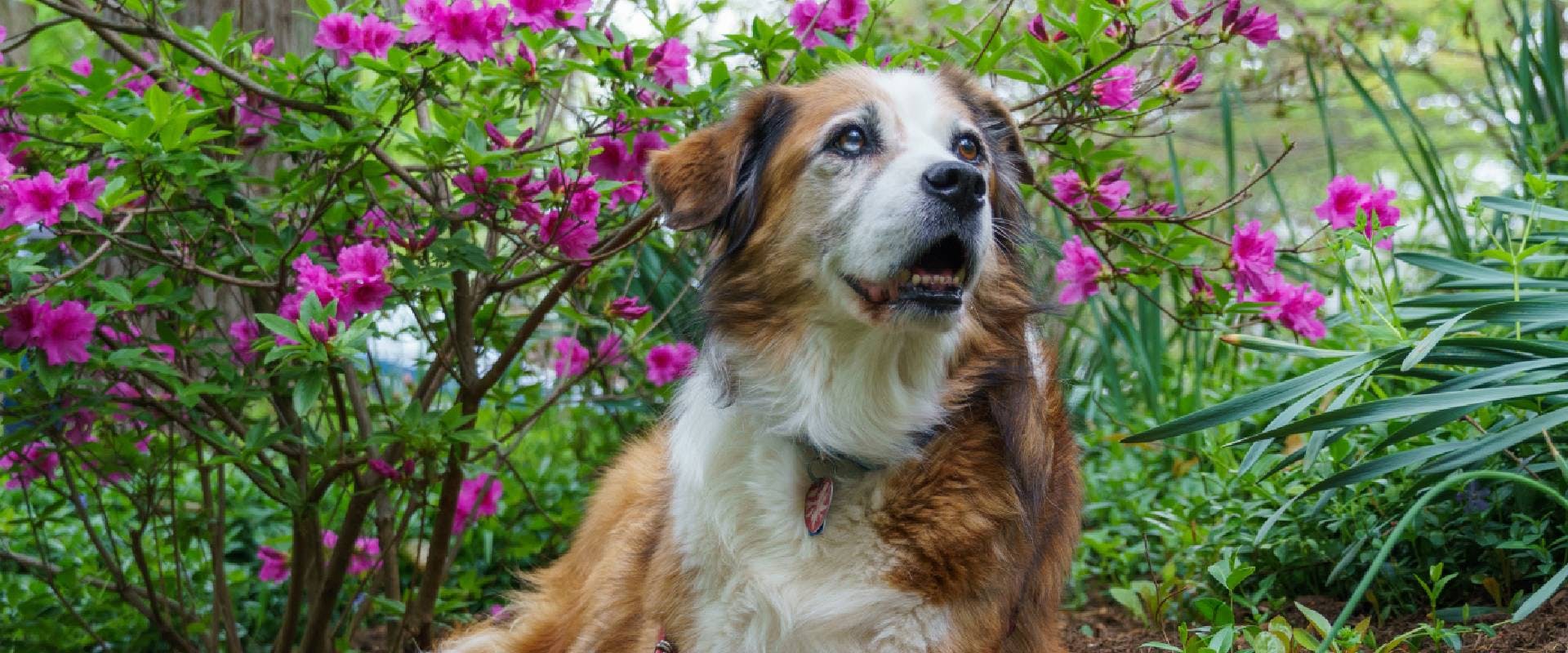 Elderly dog sitting in front of an azalea shrub
