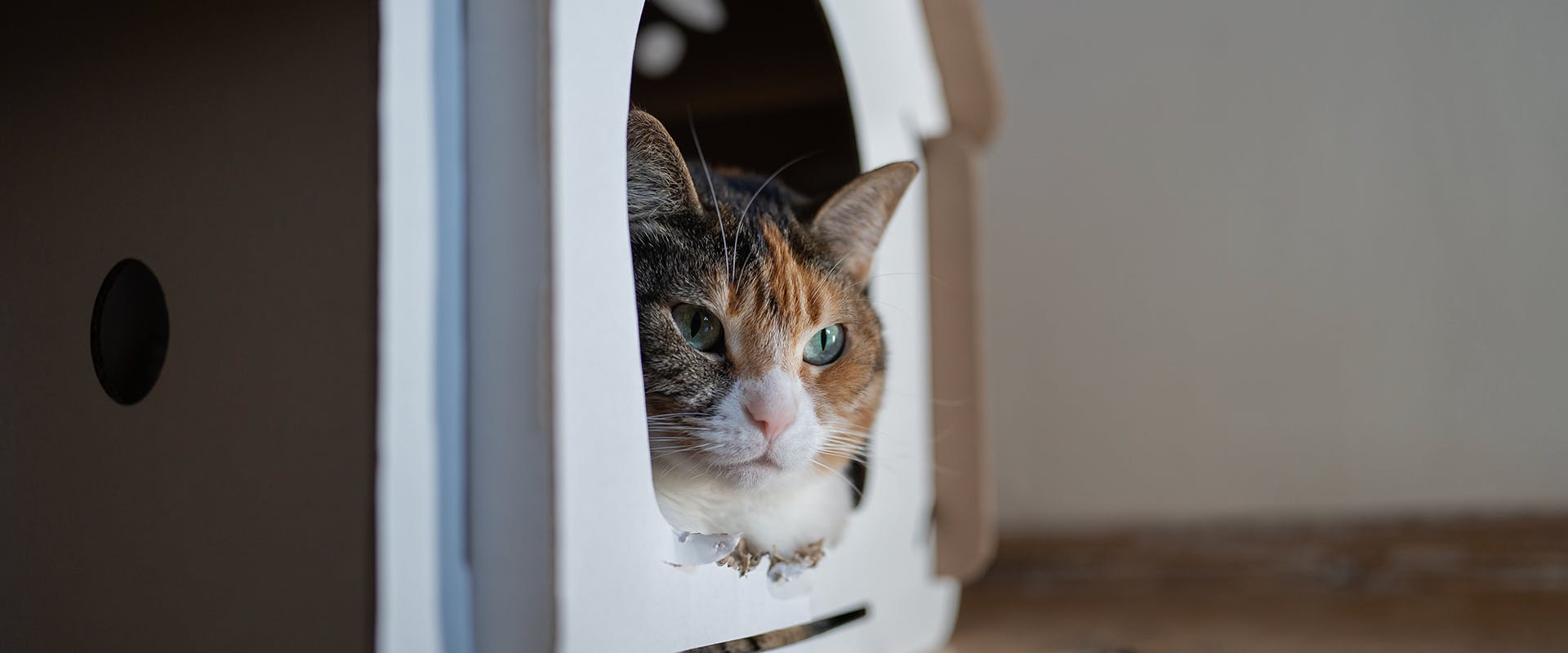 A cat sitting inside a cardboard cat scratcher house