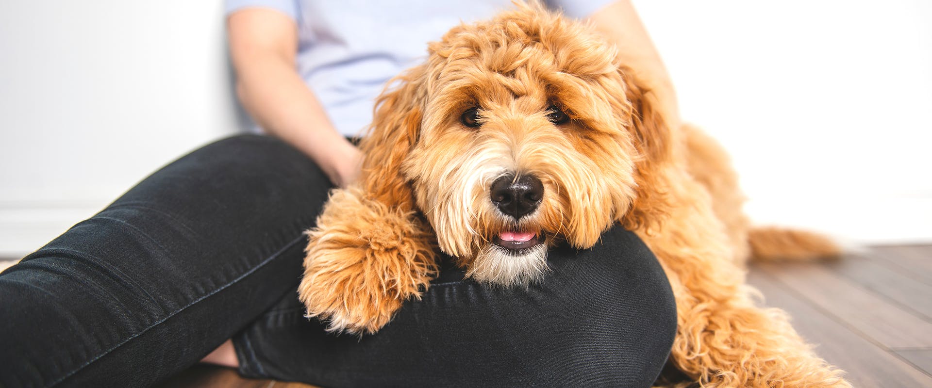 A Goldendoodle dog sitting on a person's lap