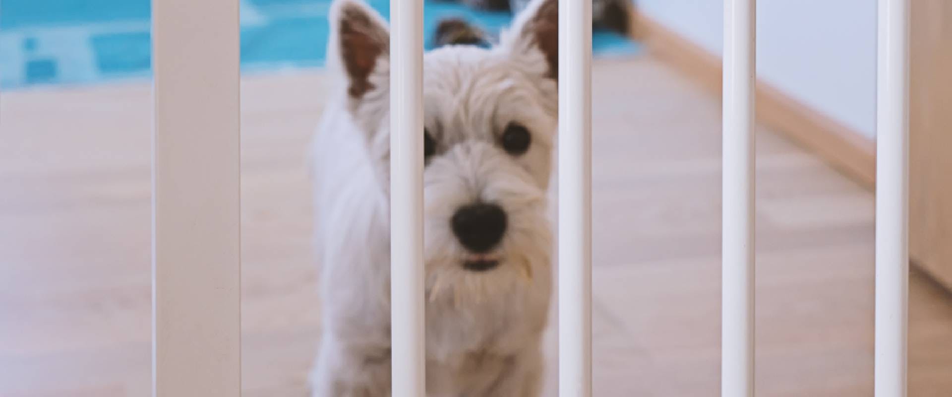 West Highland white terrier puppy behind a dog gate