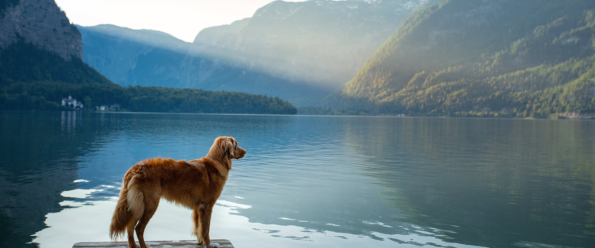 A dog standing by a beautiful serene lake