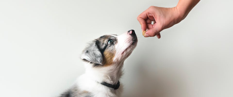 Australian shepherd puppy being given a treat as positive reinforcement during dog training 