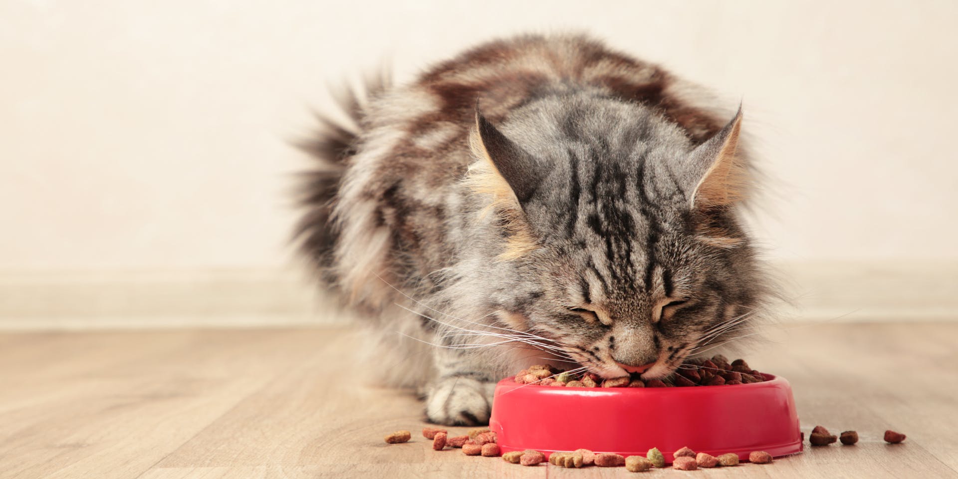 A fluffy tabby cat eating his dinner.