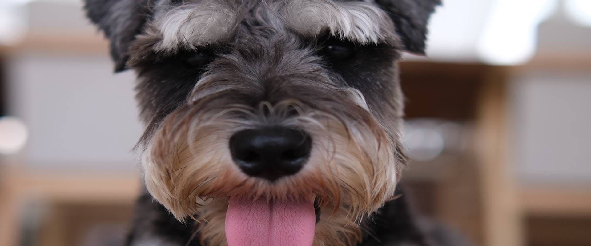 a miniature schnauzer eion and aisling were pet sitting facing the camera with its tongue sticking out