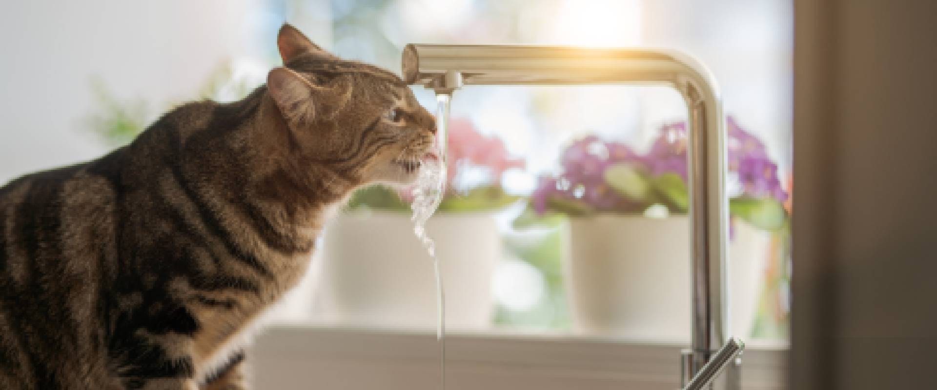 Cat drinking from tap