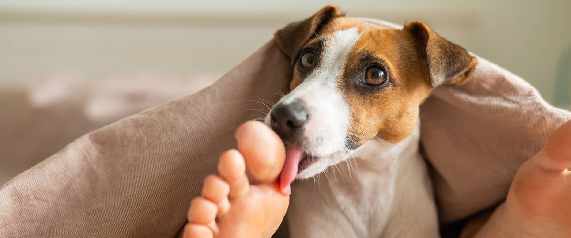 Jack Russell licking someone's foot