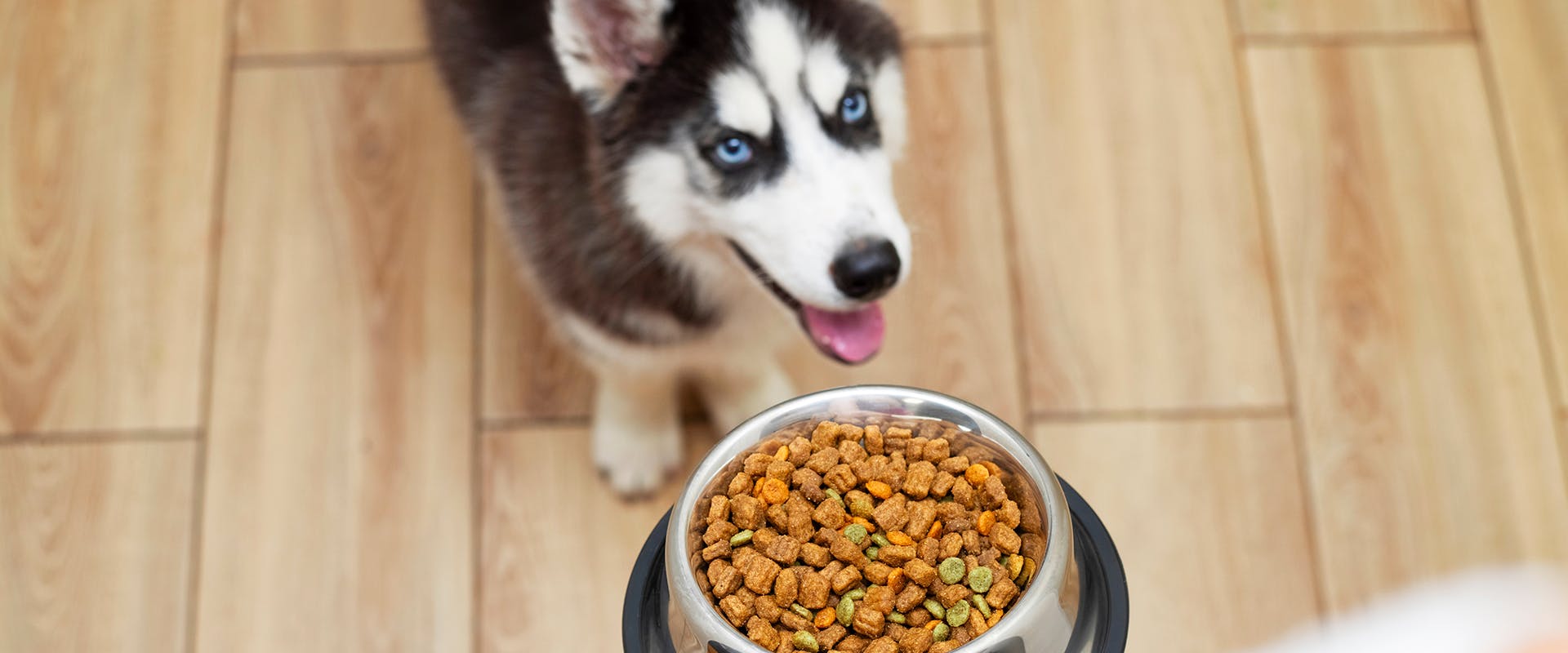https://images.prismic.io/trustedhousesitters/020a5319-a616-4b65-9dc5-24071bd41bb2_best+dog+food+bowls+2.png?auto=compress,format&rect=0,0,1920,800&w=1920&h=800