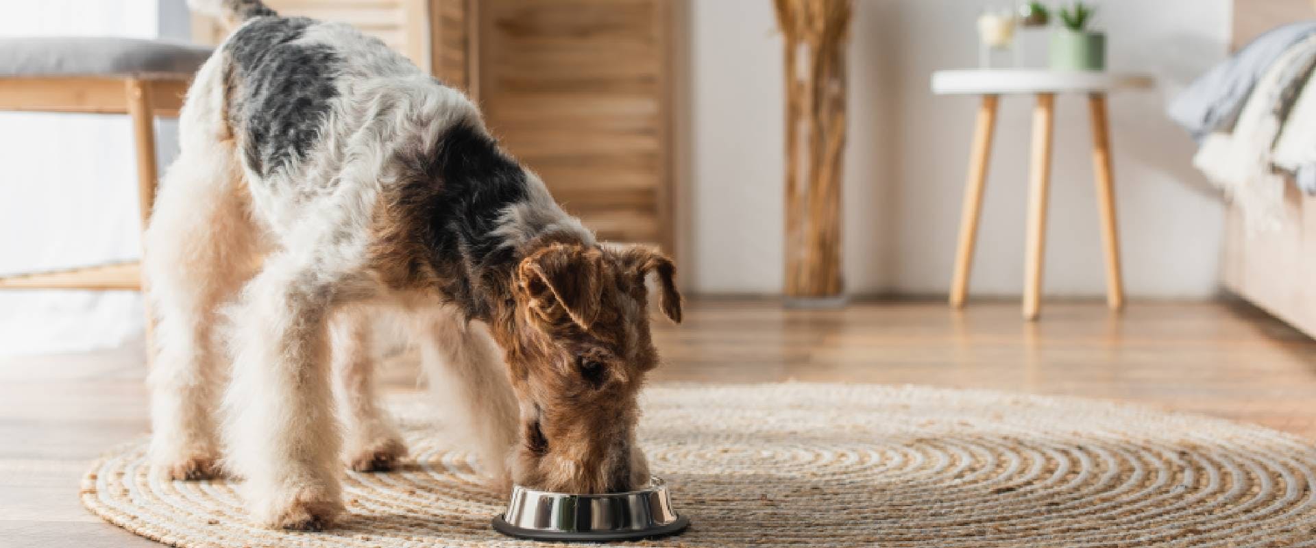 Wire-haired fox terrier eating pet food from bowl