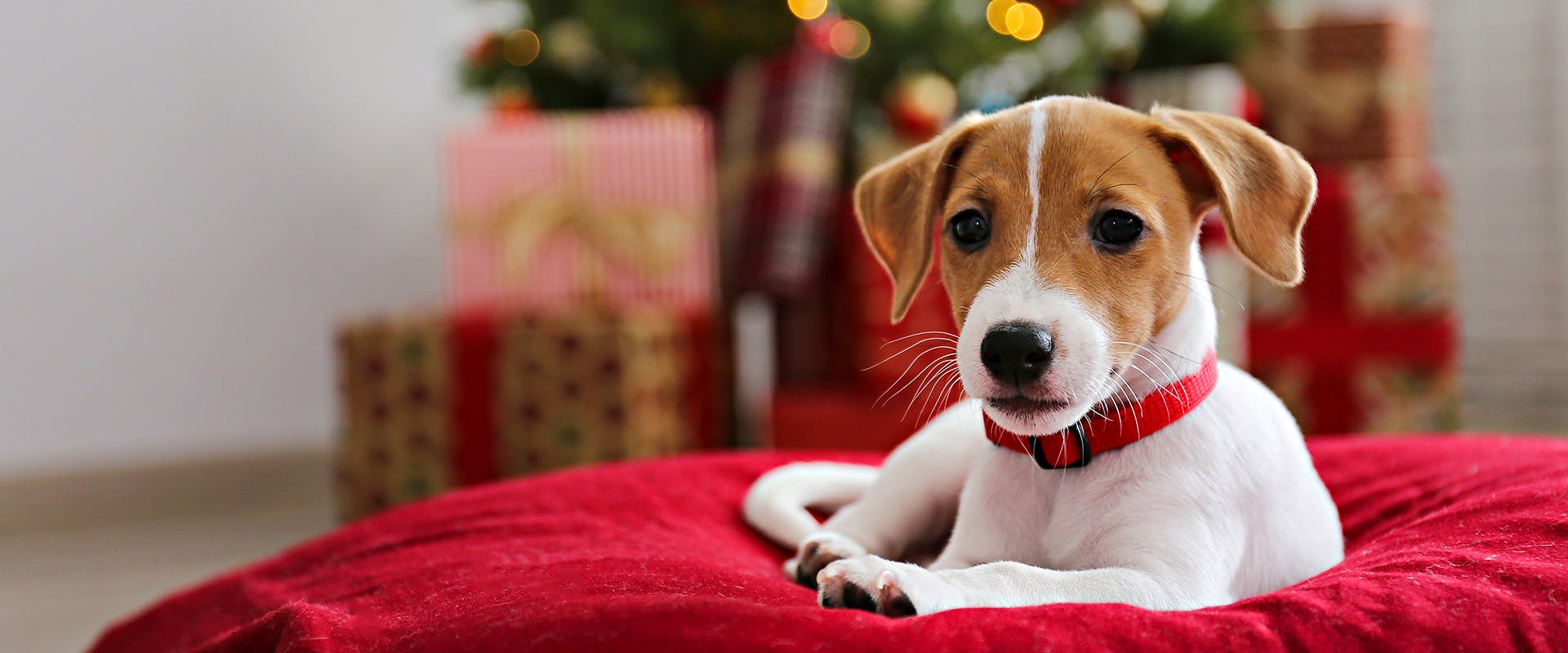 A small dog sitting on a red cushion, a Christmas tree and present in the background