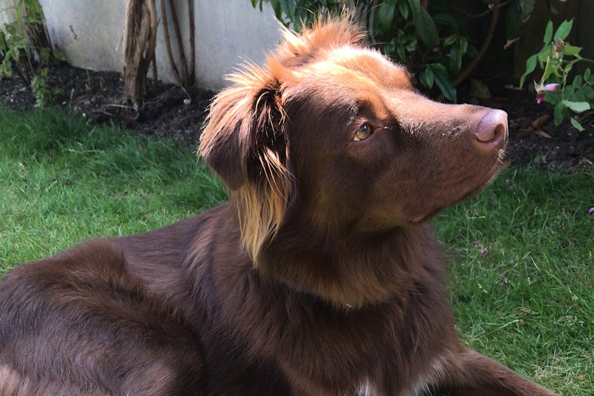 A brown dog sitting on a green lawn