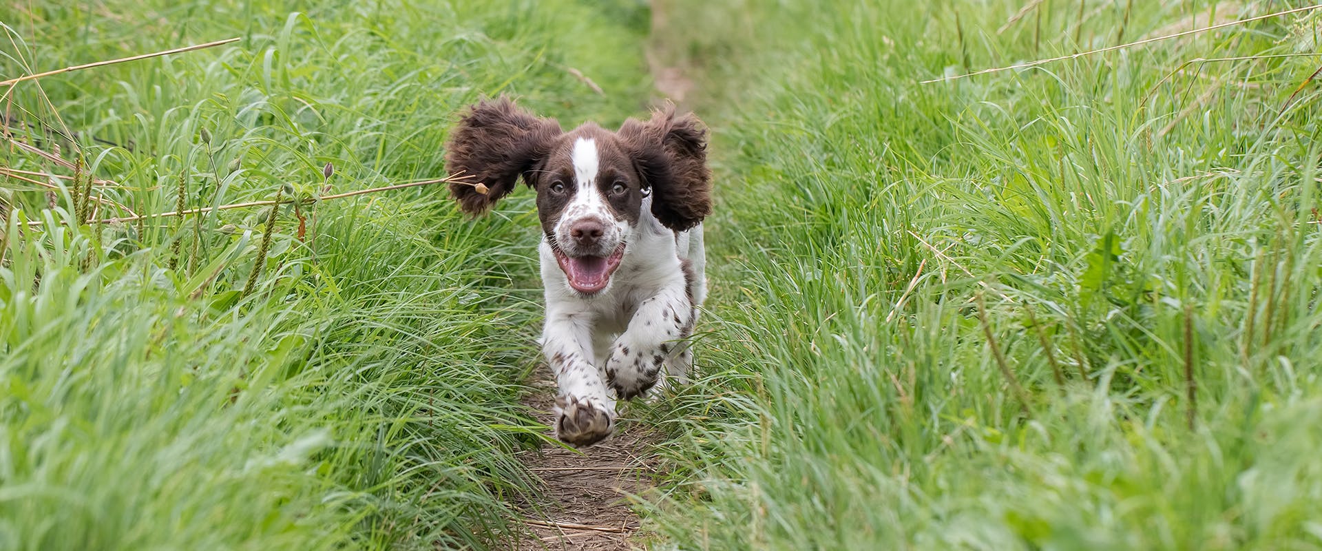 A cute Sprocker Spaniel puppy running through grass