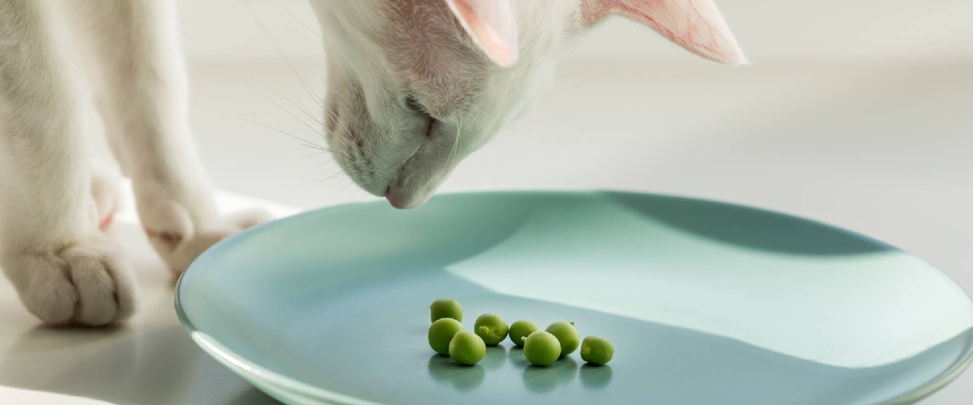 White cat looking at peas on a plate