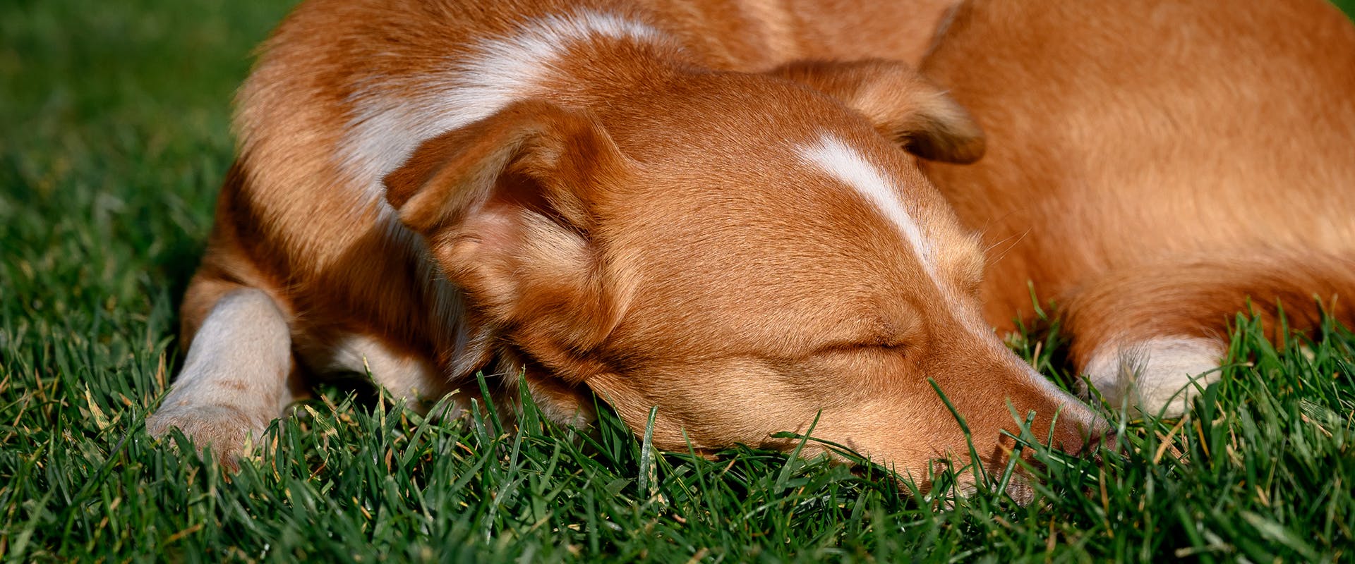 A red dog sleeping peacefully in the grass