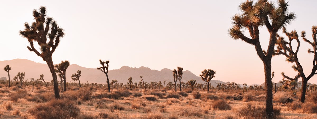 Joshua Tree, SC, USA