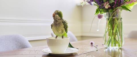 Parrot bathing in a tea cup