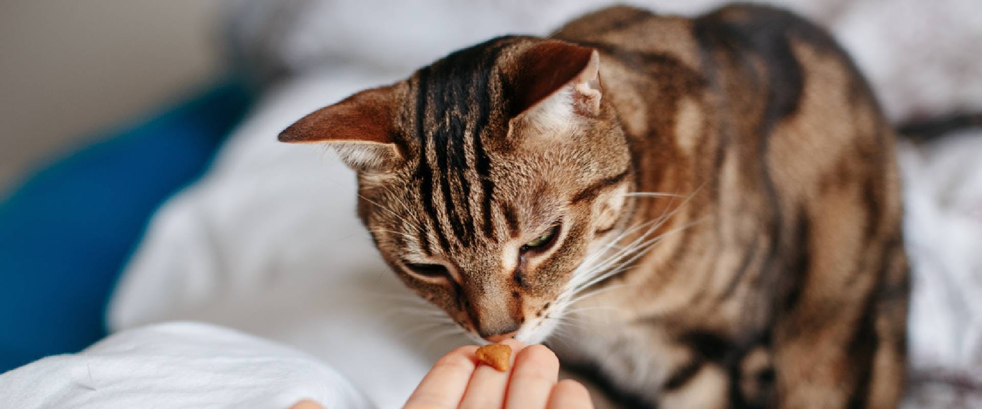 Tabby cat taking a treat from someone's hand
