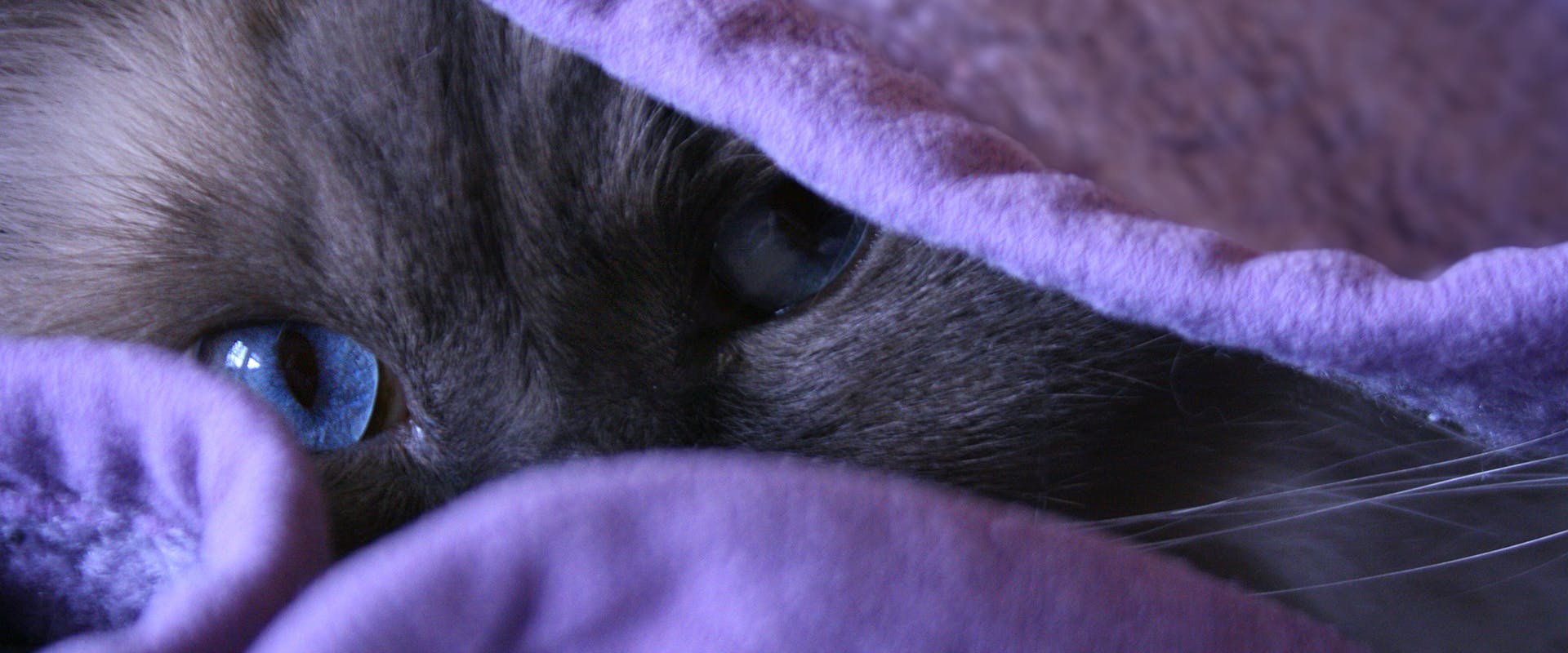 A mystical cat peering from underneath a pile of purple blankets